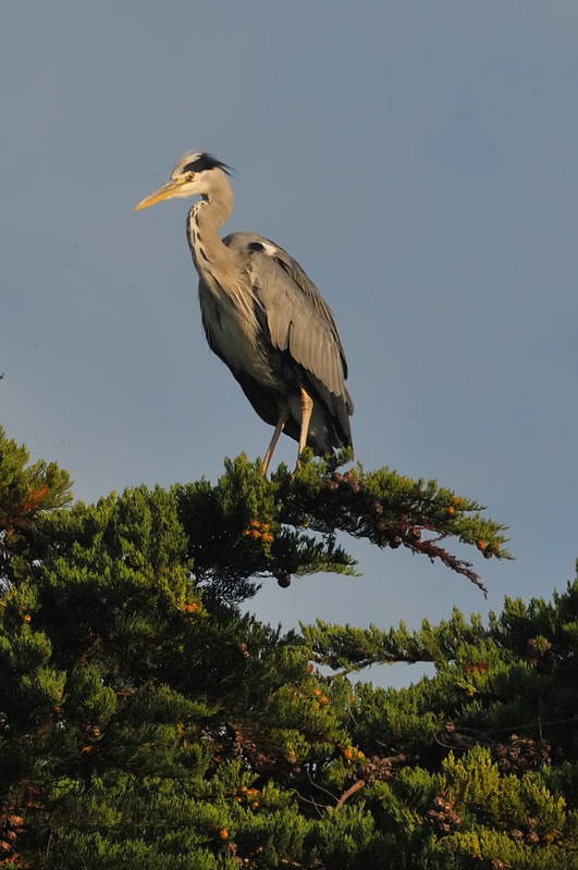011_0985Limerick_GreyHeron.jpg