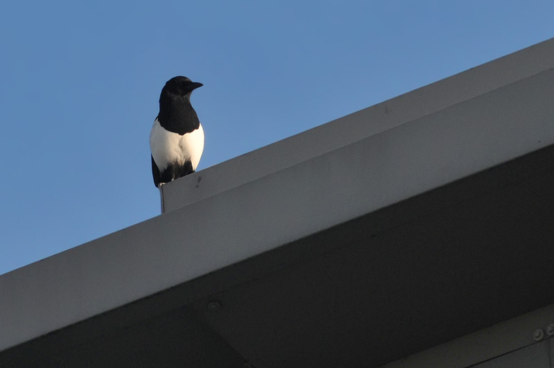 011_1024Limerick_Magpie.jpg