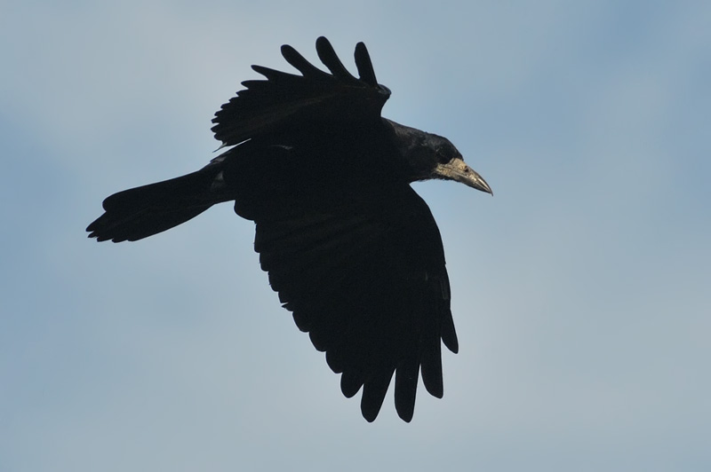 011_1052Limerick_Rook.jpg