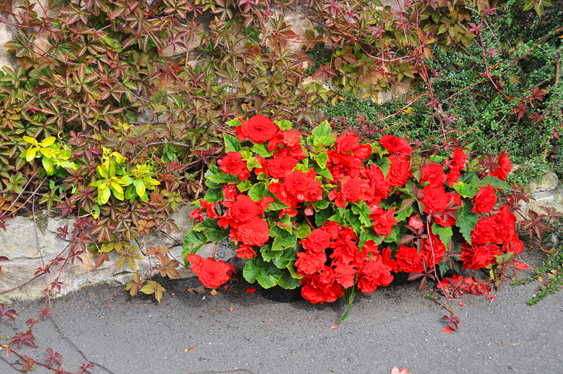 011_1162Cabra.jpg
