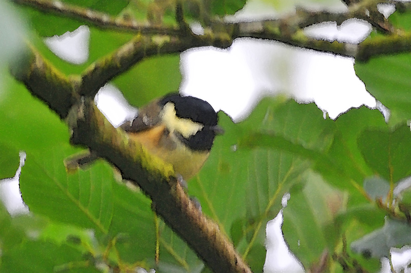 011_1250Cabra_CoalTit.jpg