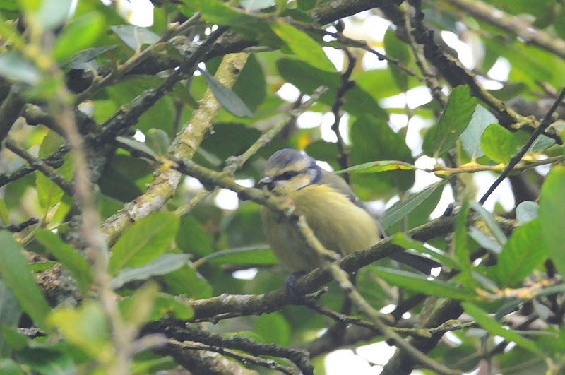 011_1270Cabra_BlueTit.jpg