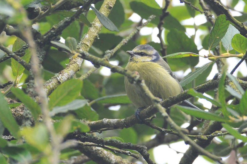 011_1274Cabra_BlueTit.jpg