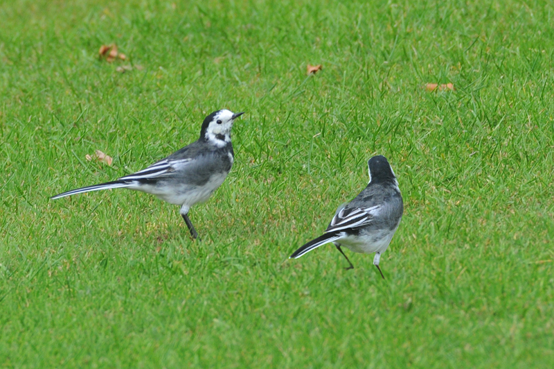 011_1319Cabra_WhiteWagtail.jpg