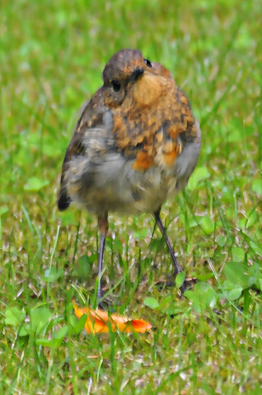011_1395Cabra_Robin.jpg