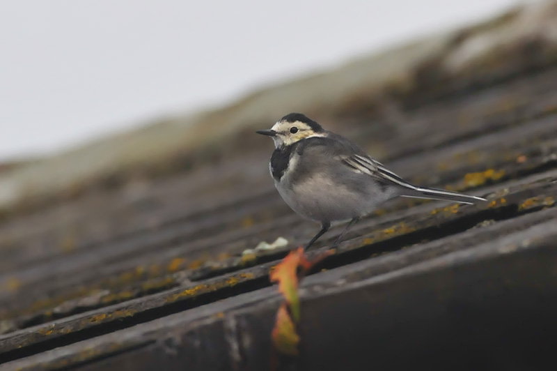 011_1450Cabra_WhiteWagtail.jpg