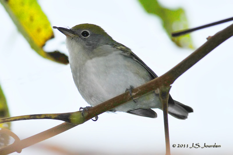 011_1795ChestnutsideWarbler_1stFallFemaleb.jpg