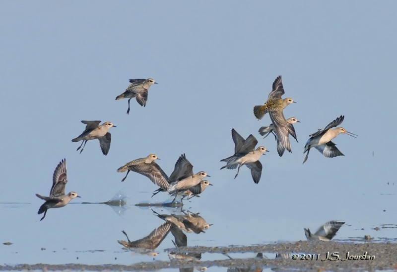 011_2393Shorebirdsb.jpg