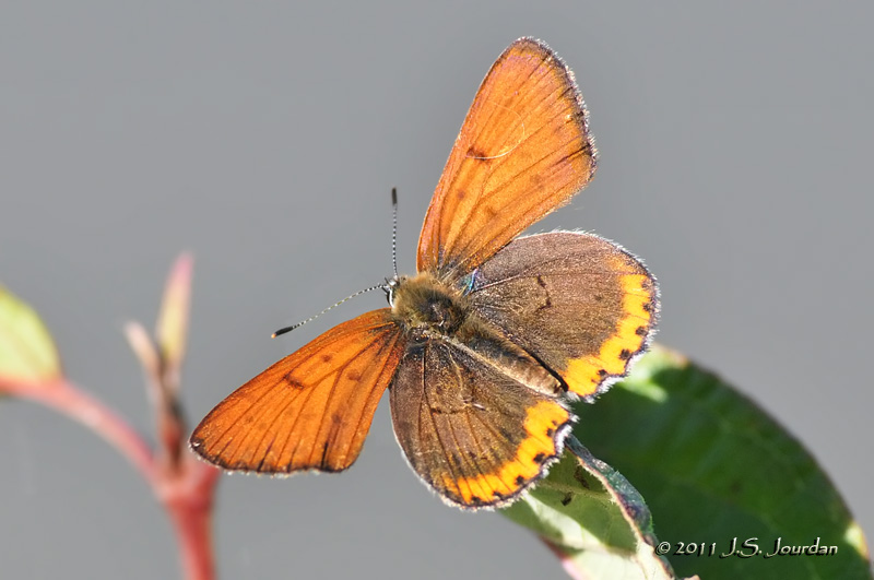 011_2339BronzeCopperb.jpg