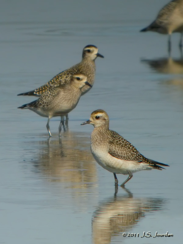 AmericanGoldenPlover4561b.jpg