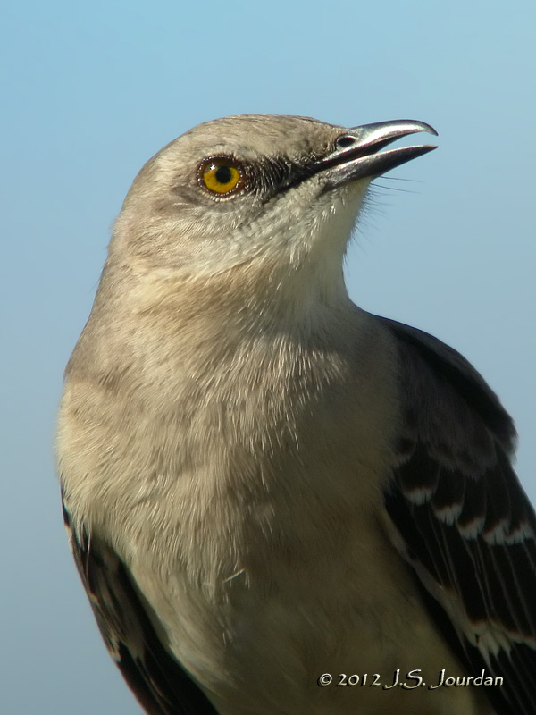 NorthernMockingbird5727b.jpg