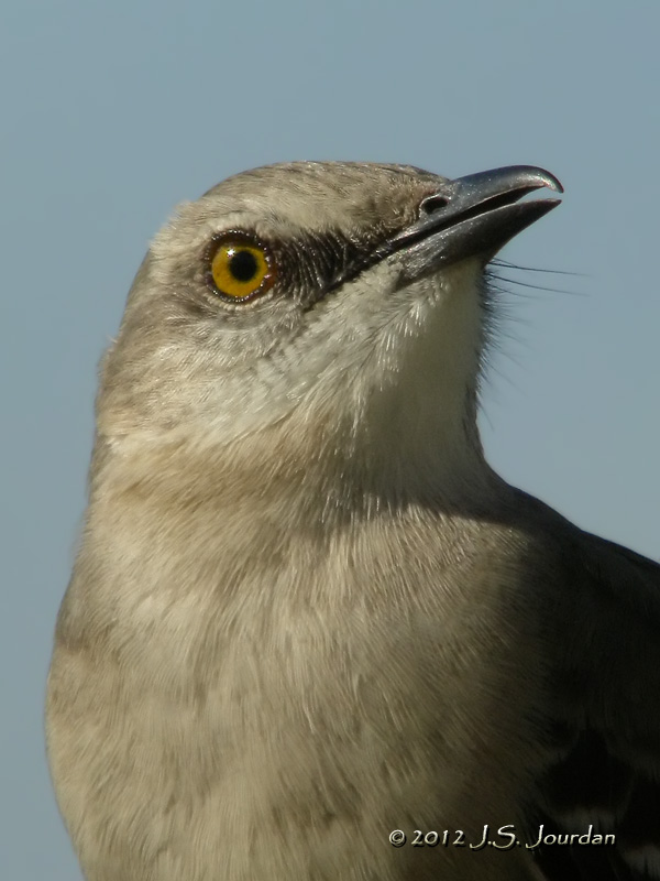 NorthernMockinbird5730b.jpg