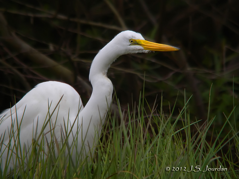 GreatEgret5755b.jpg