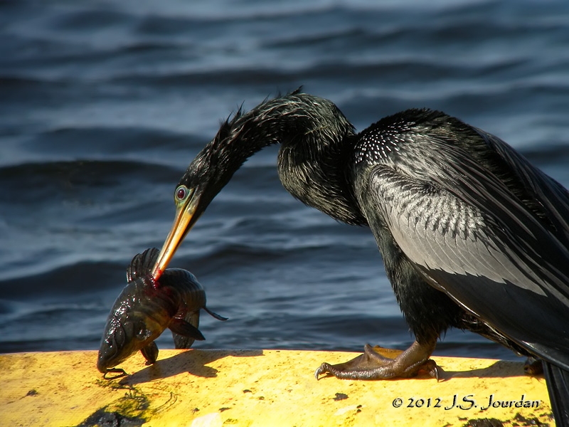 Anhinga5970b.jpg