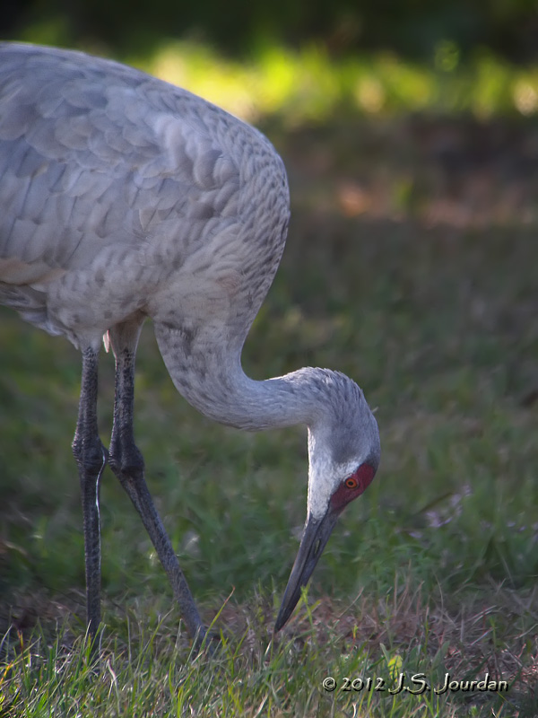 SandhillCrane6059b.jpg