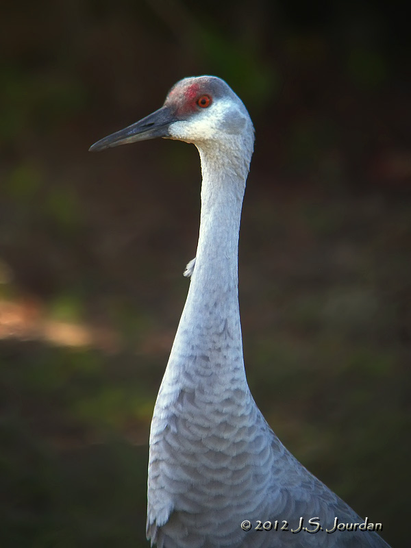 SandhillCrane6068b.jpg