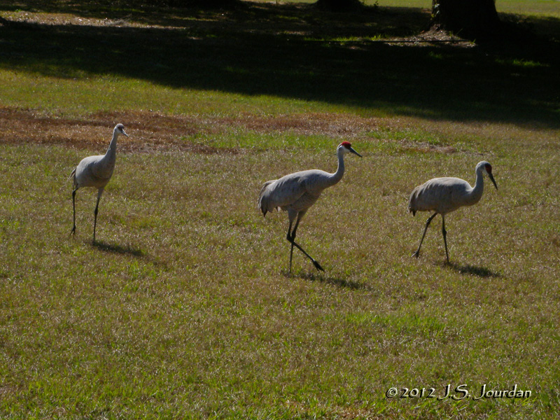 SandhillCrane6087b.jpg