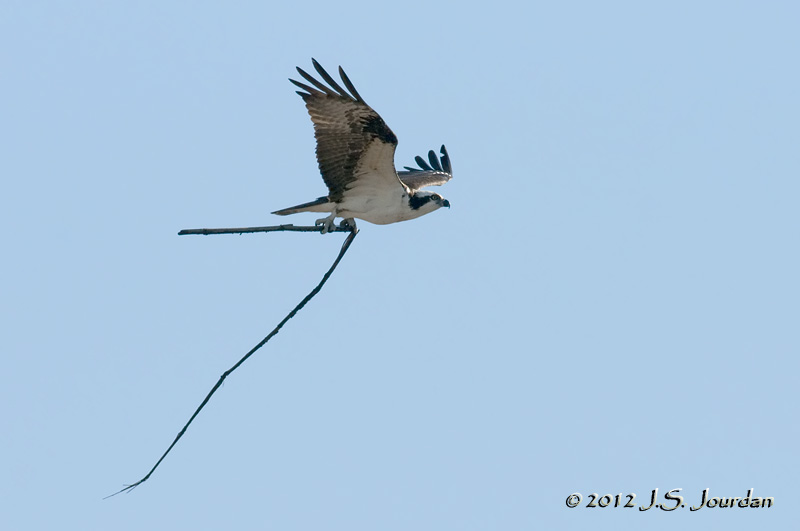 012_7328Ospreyb.jpg