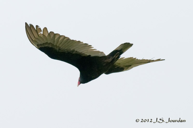 012_8591TurkeyVultureb.jpg