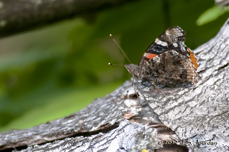 012_8633RedAdmiralb.jpg