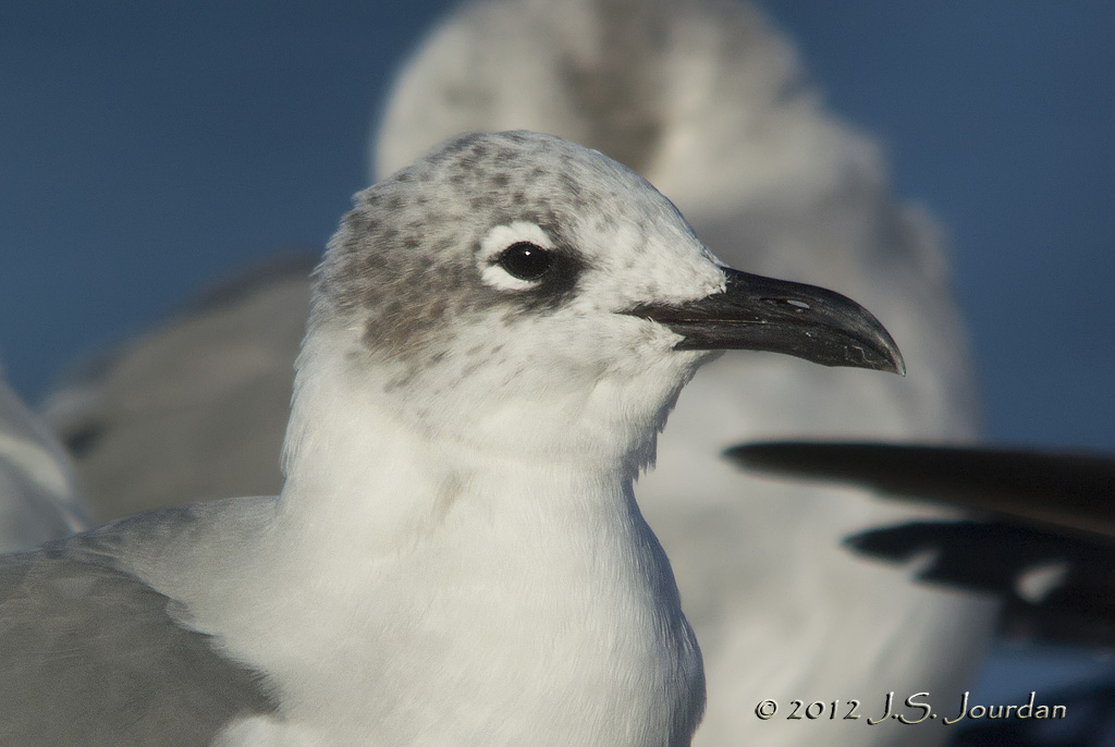 LaughingGull7204b.jpg