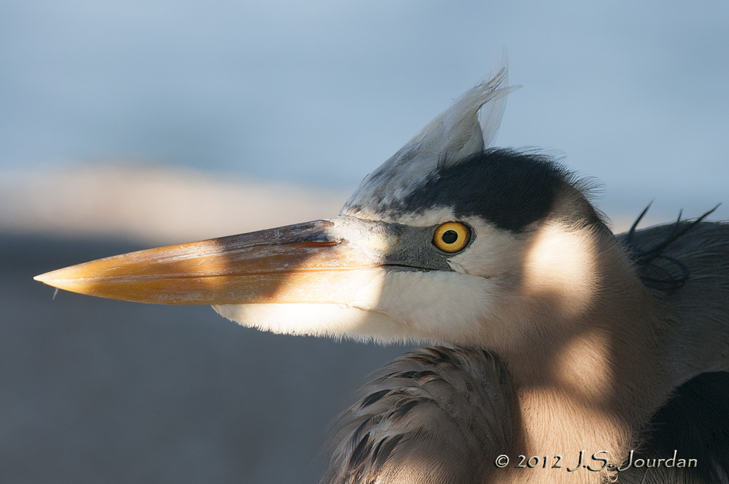 GreatBlueHeron012_6754b.jpg