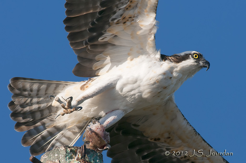 Osprey012_6797b.jpg