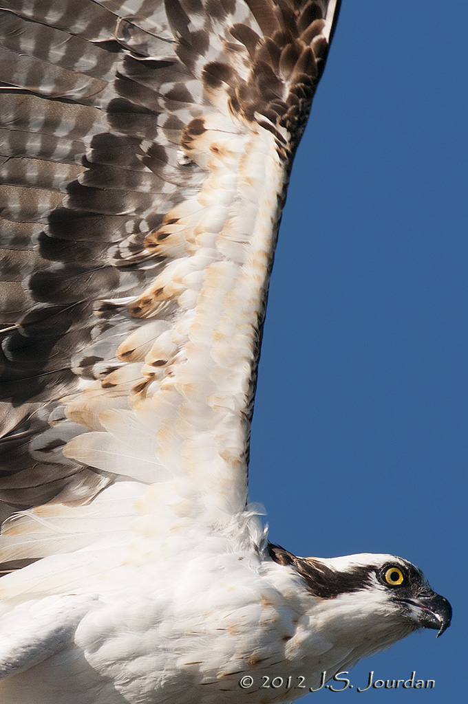 Osprey012_6799b.jpg