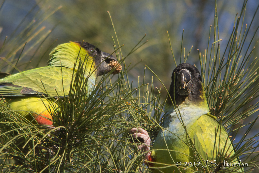 Black-hoodedParakeet7526b.jpg