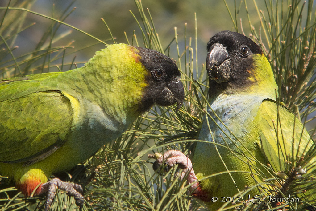 Black-hoodedParakeet7576b.jpg