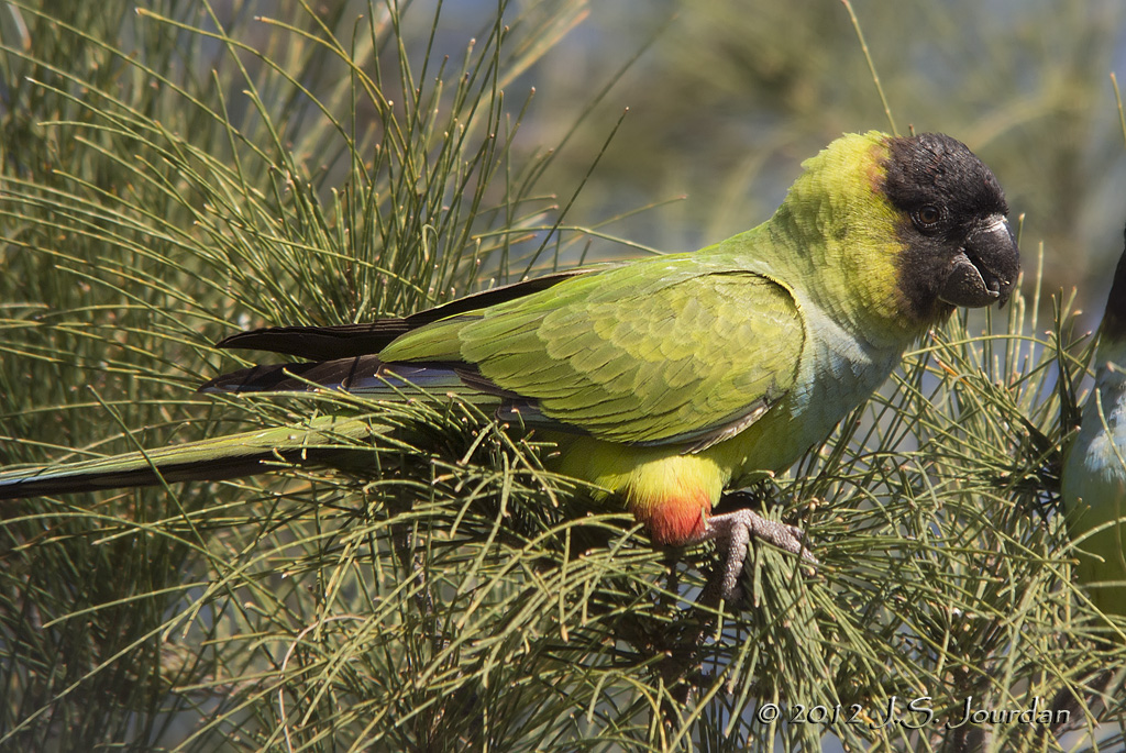 Black-hoodedParakeet7579b.jpg
