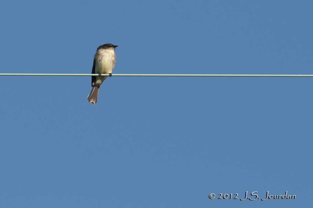 EasternPhoebe012_6812b.jpg