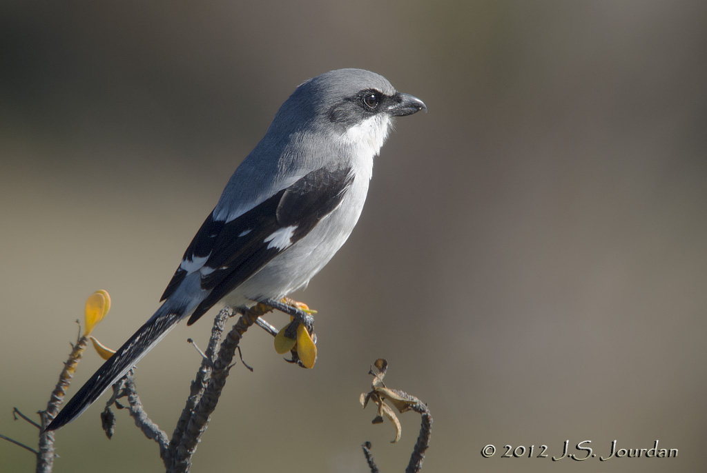 LoggerheadShrike7684b.jpg