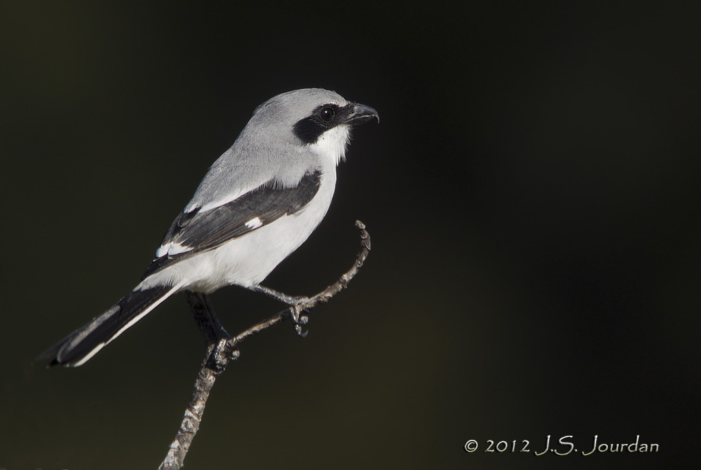 LoggerheadShrike7704b.jpg