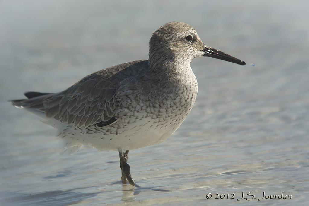RedKnot7788b.jpg