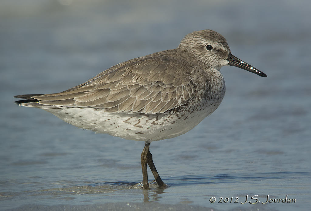 RedKnot7821b.jpg