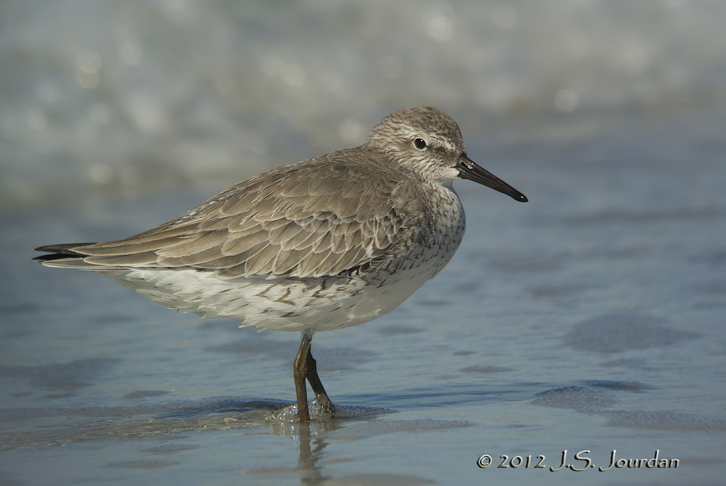 RedKnot7827b.jpg