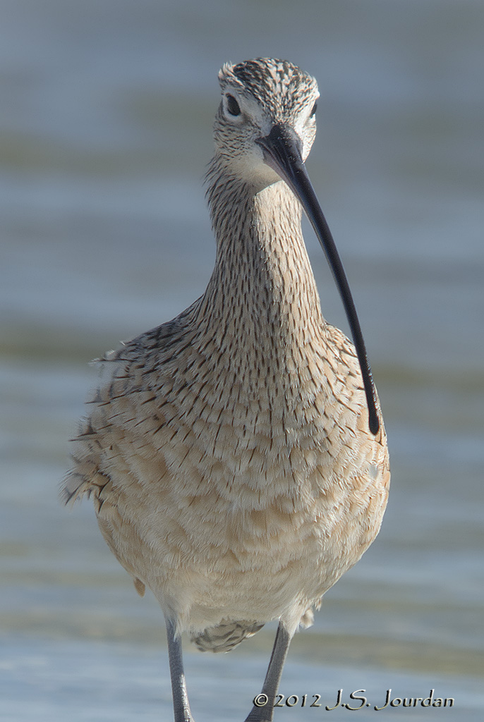 LongbilledCurlew7864b.jpg