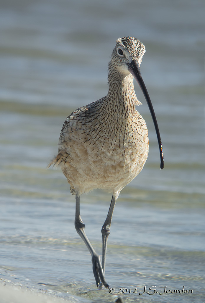 LongbilledCurlew7868b.jpg