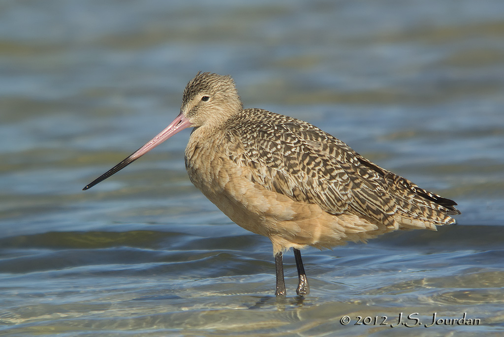 MarbledGodwit7901b.jpg