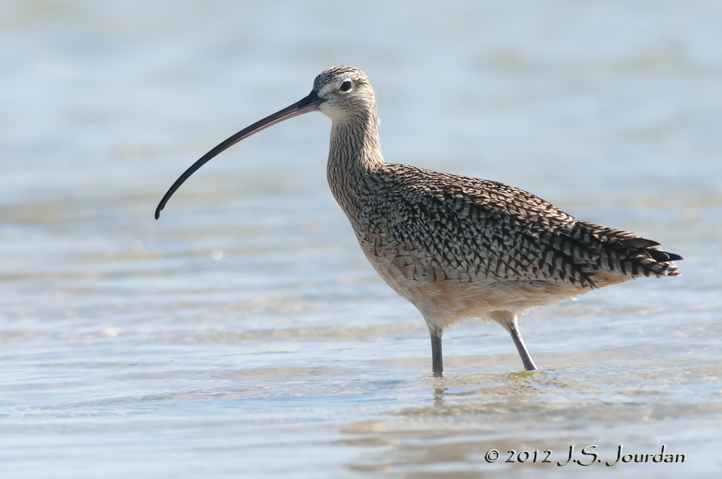 LongbilledCurlew012_7224b.jpg
