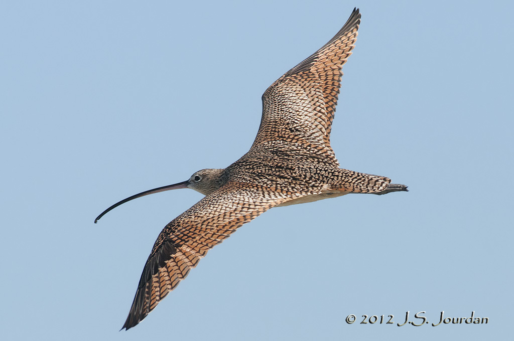 LongbilledCurlew012_7225b.jpg