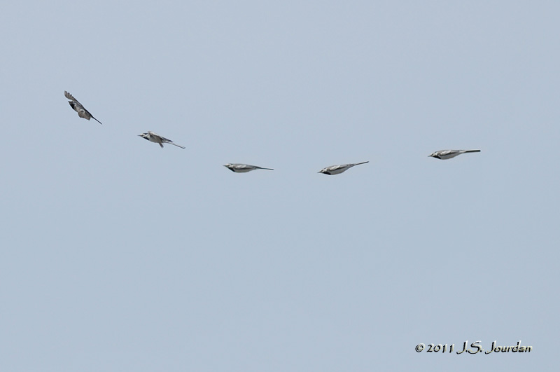 WhiteWagtail_011_1754b.jpg