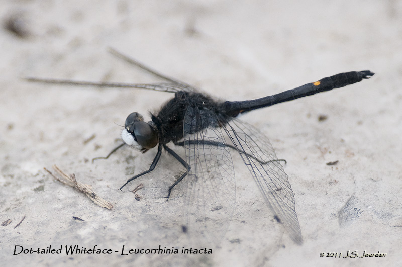 DottailedWhiteface_011_5096b.jpg