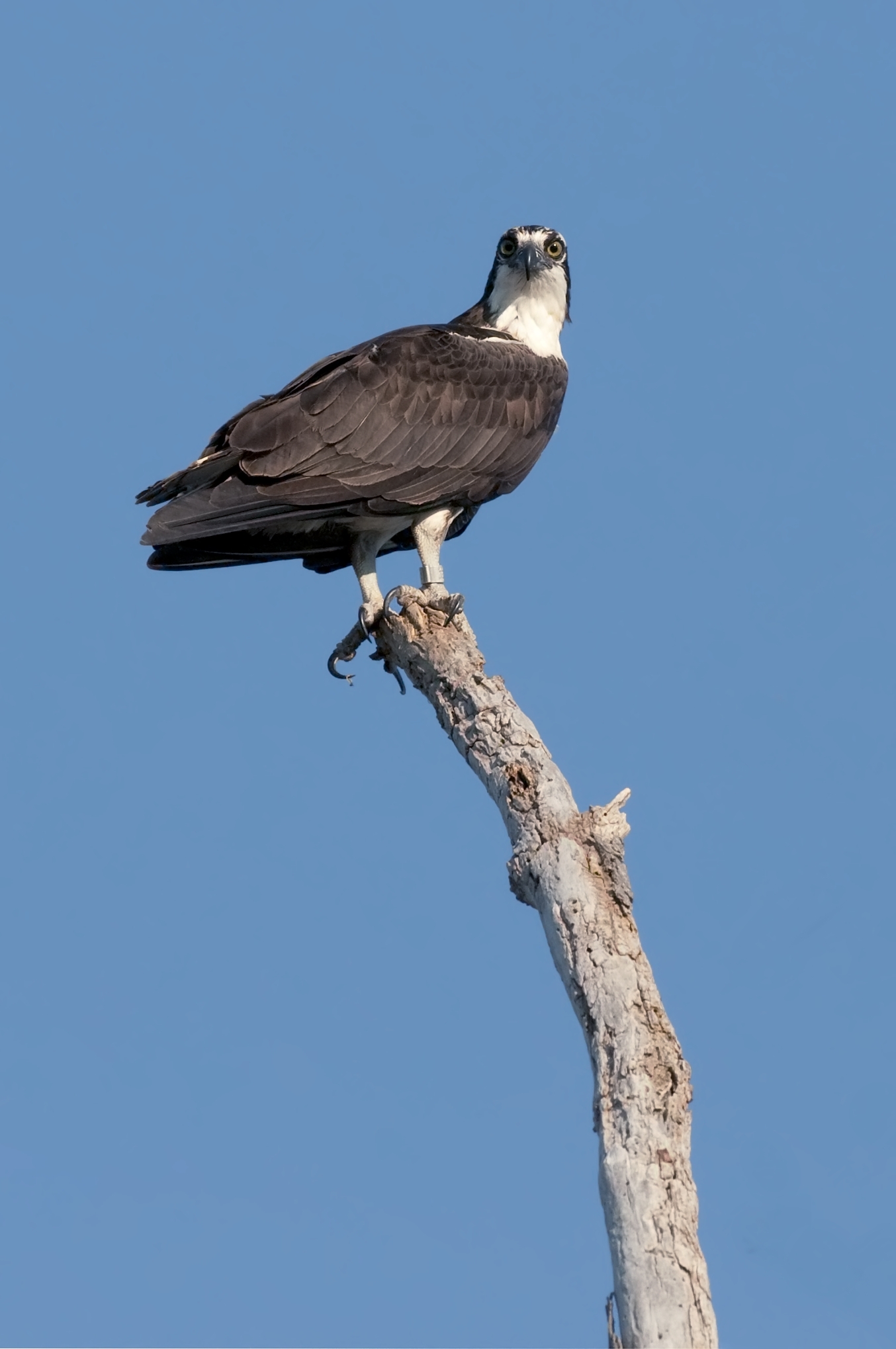 Osprey_011_7232.tif