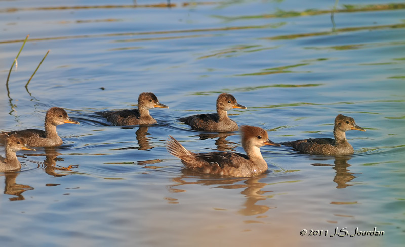 HoodedMerganser_011_7685b.jpg