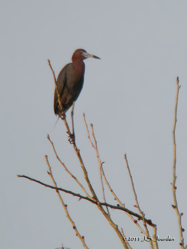 LittleBlueHeron3231b.jpg