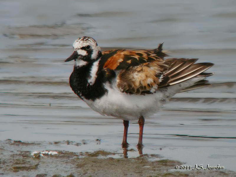 RuddyTurnstone3806b.jpg