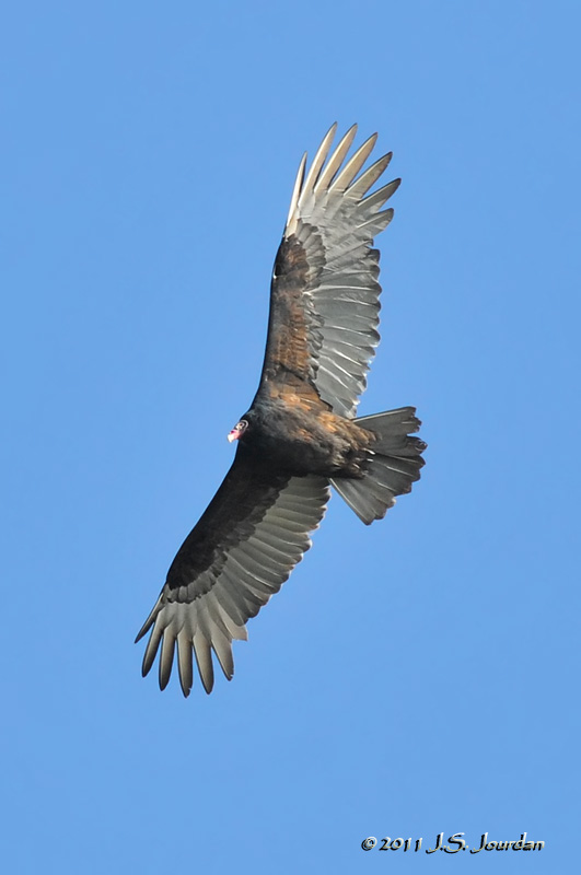 011_2238TurkeyVultureb.jpg