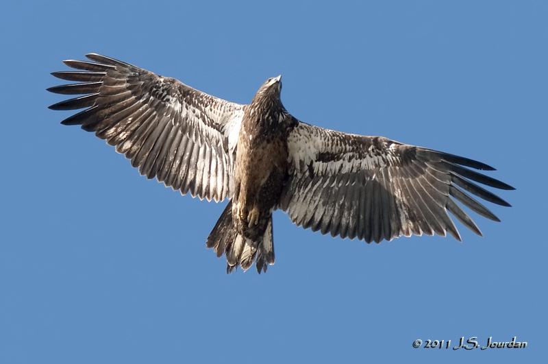 BaldEagle011_4396b.jpg
